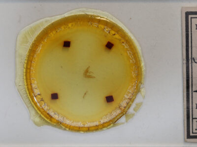 slide view of adult Hyperstrotia