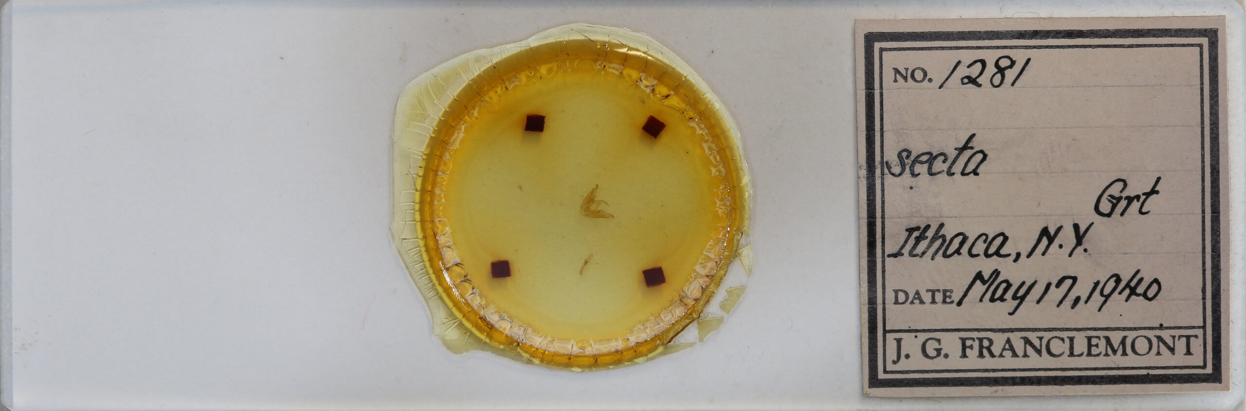 slide view of adult Hyperstrotia