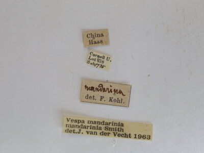 label view of Vespa mandarina