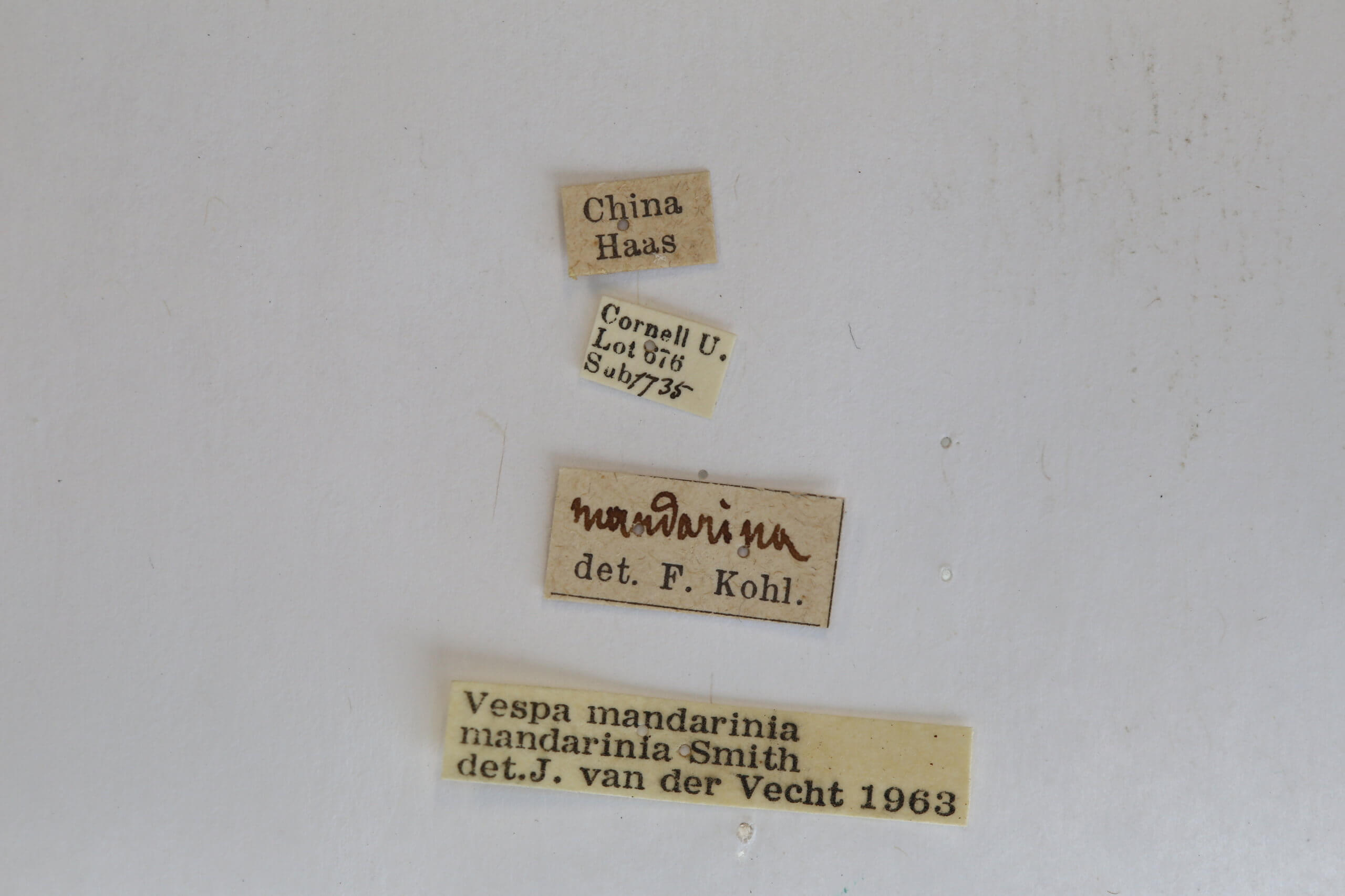 label view of Vespa mandarina