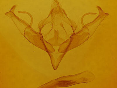 genitalia view of adult Jodia croceago