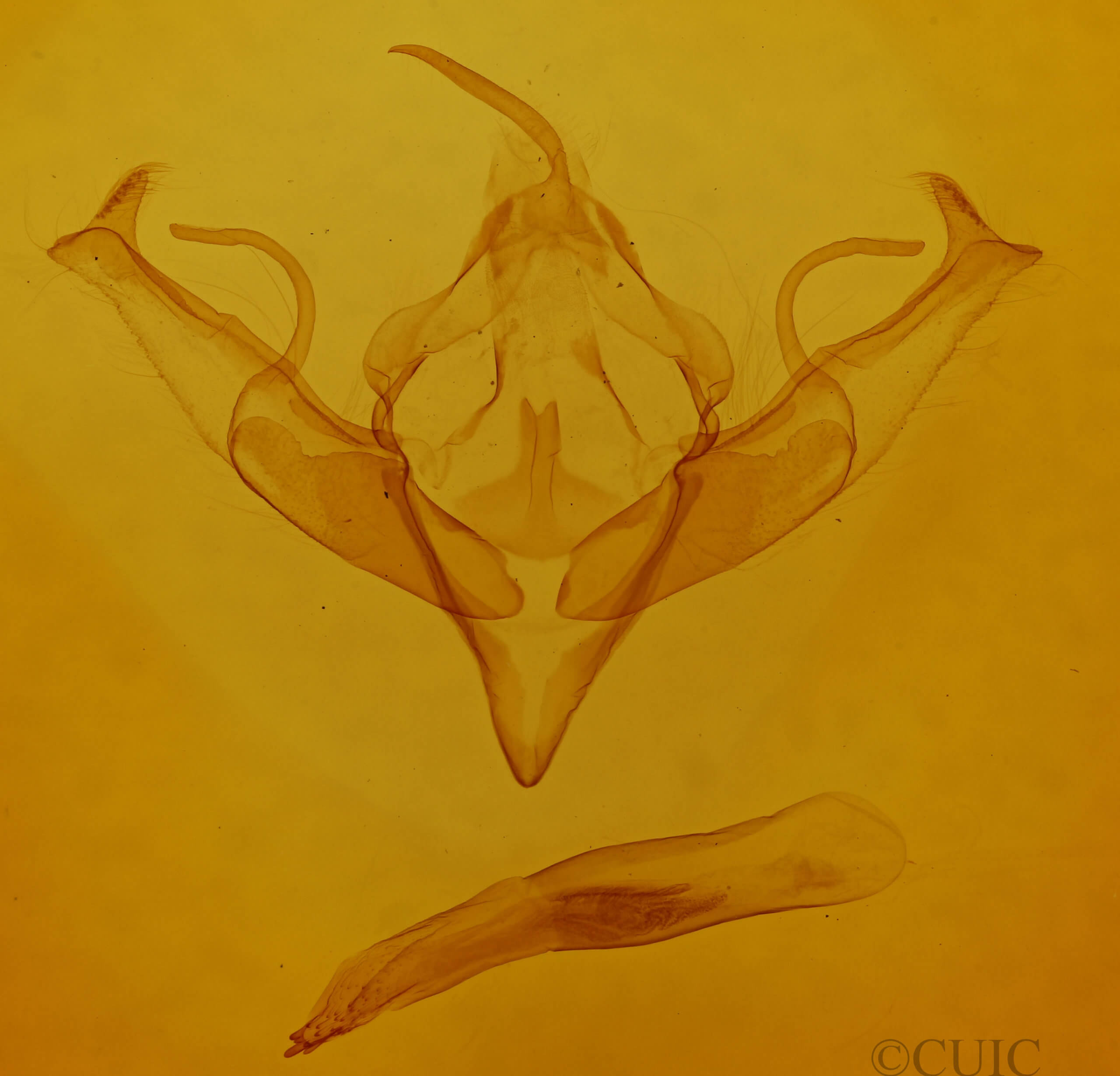 genitalia view of adult Jodia croceago