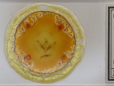 slide view of adult Jodia croceago