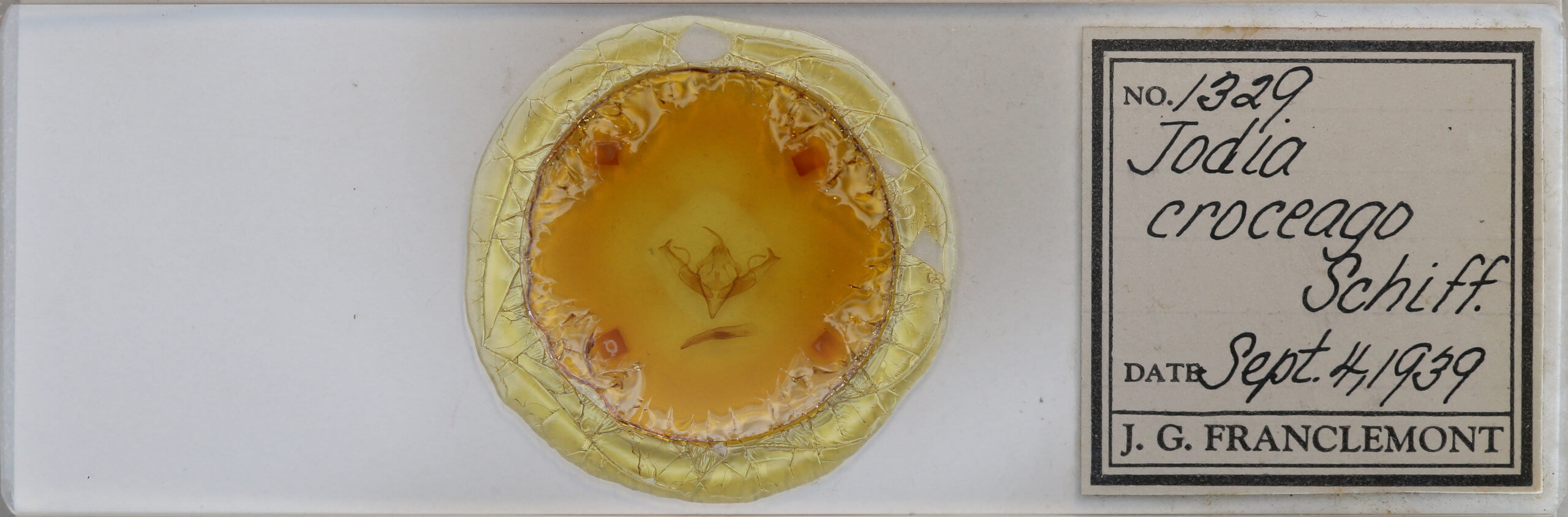 slide view of adult Jodia croceago