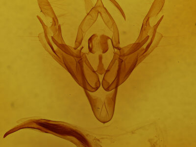 genitalia view of adult Lacinipolia? paranica