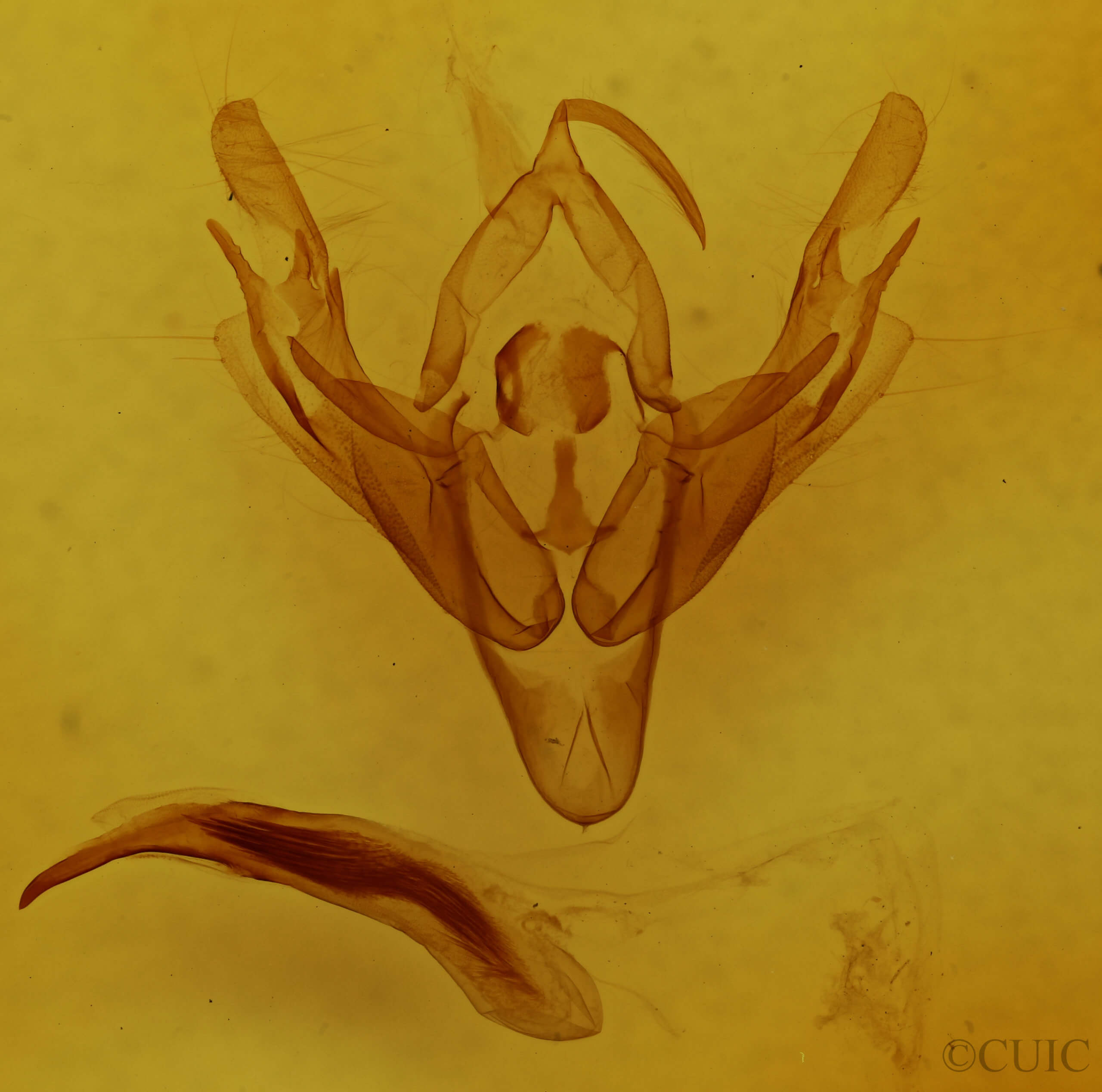 genitalia view of adult Lacinipolia? paranica