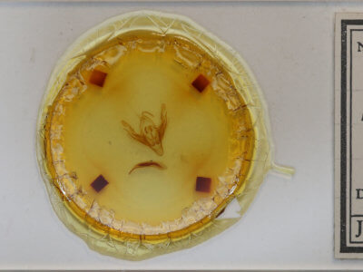 slide view of adult Lacinipolia? paranica