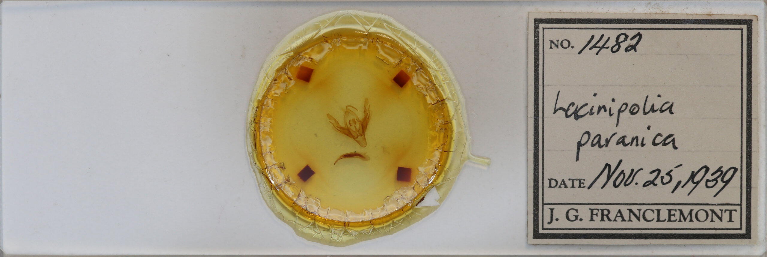 slide view of adult Lacinipolia? paranica
