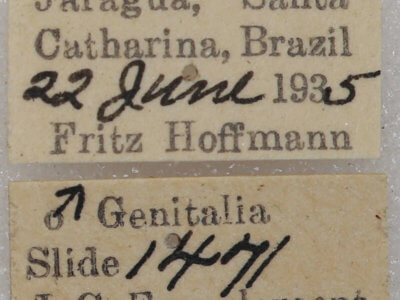 label view of adult Pentobesa