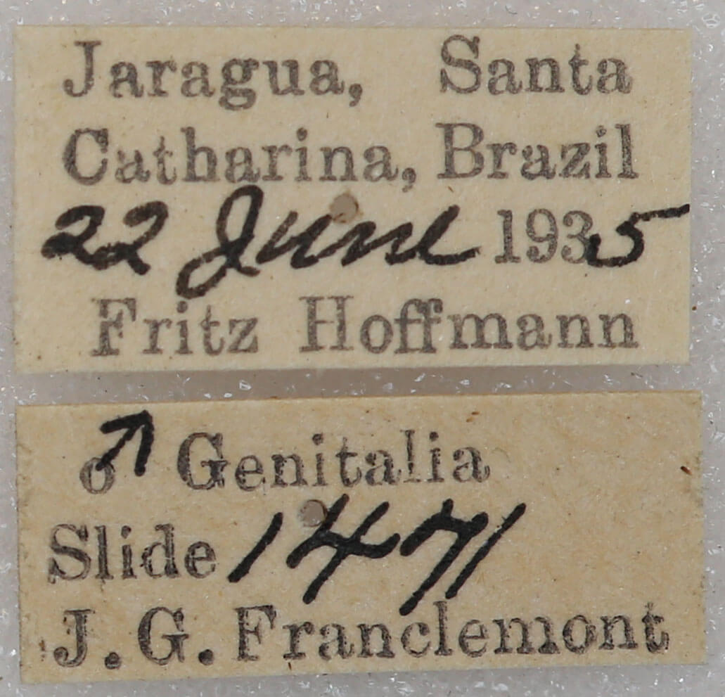 label view of adult Pentobesa