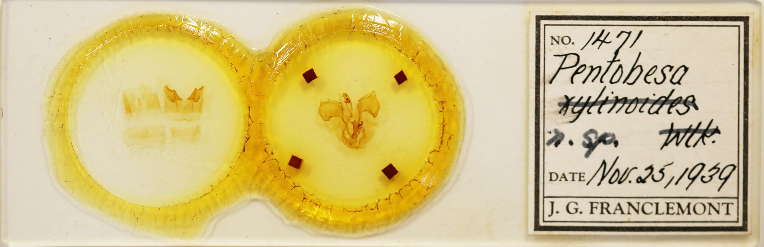 slide view of adult Pentobesa