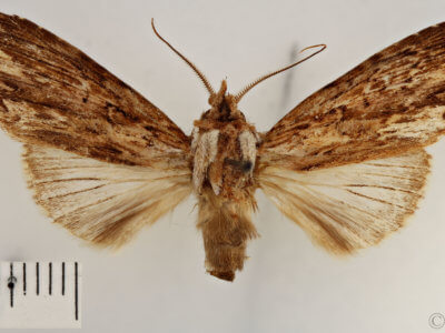 dorsal view of adult Pentobesa