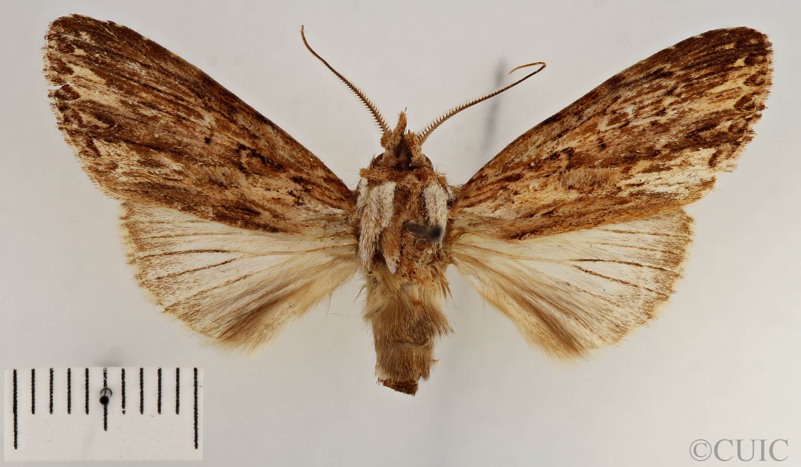 dorsal view of adult Pentobesa