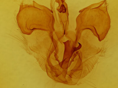 genitalia view of adult Pentobesa