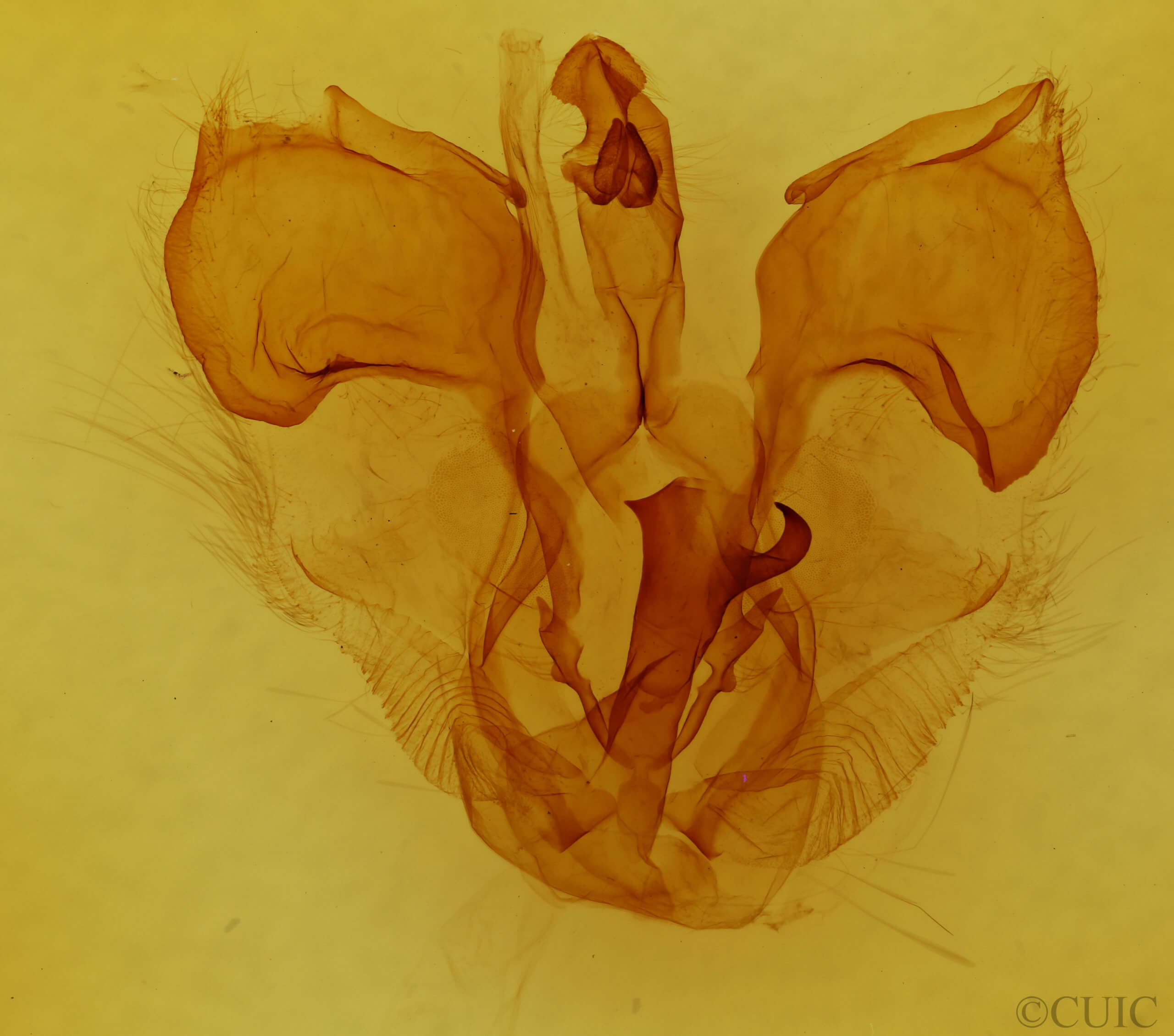 genitalia view of adult Pentobesa