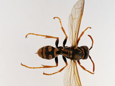 dorsal view of adult Polistes dominula