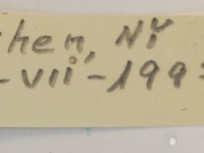 label view of Polistes dominula