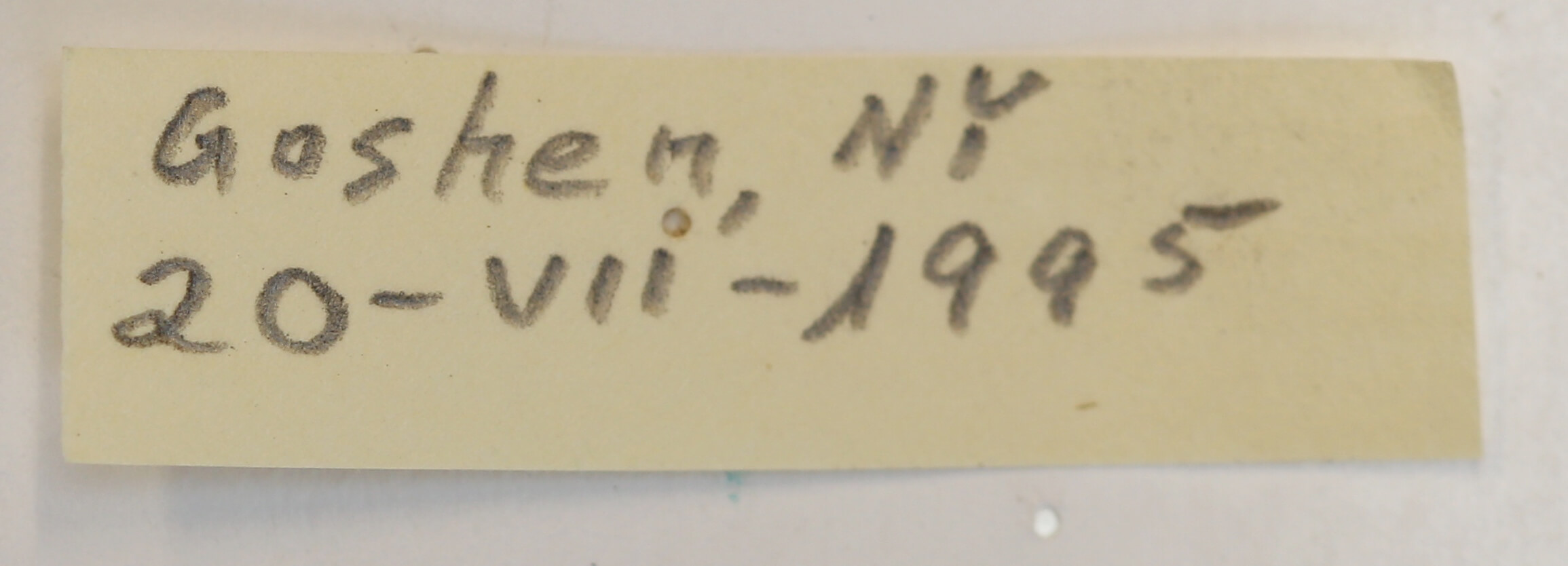 label view of Polistes dominula