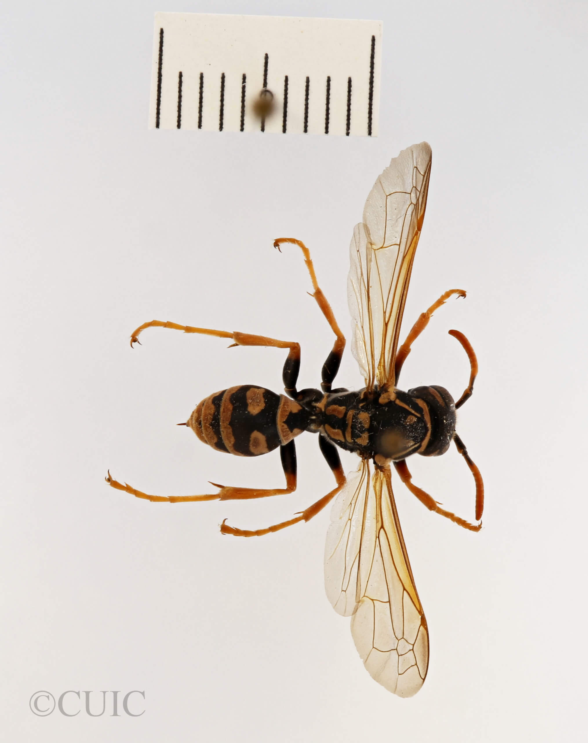 dorsal view of adult Polistes dominula