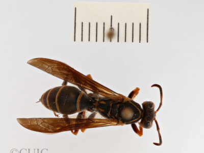 dorsal view of adult Polistes fuscatus