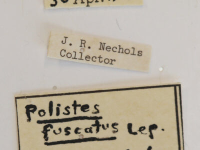 label view of Polistes fuscatus