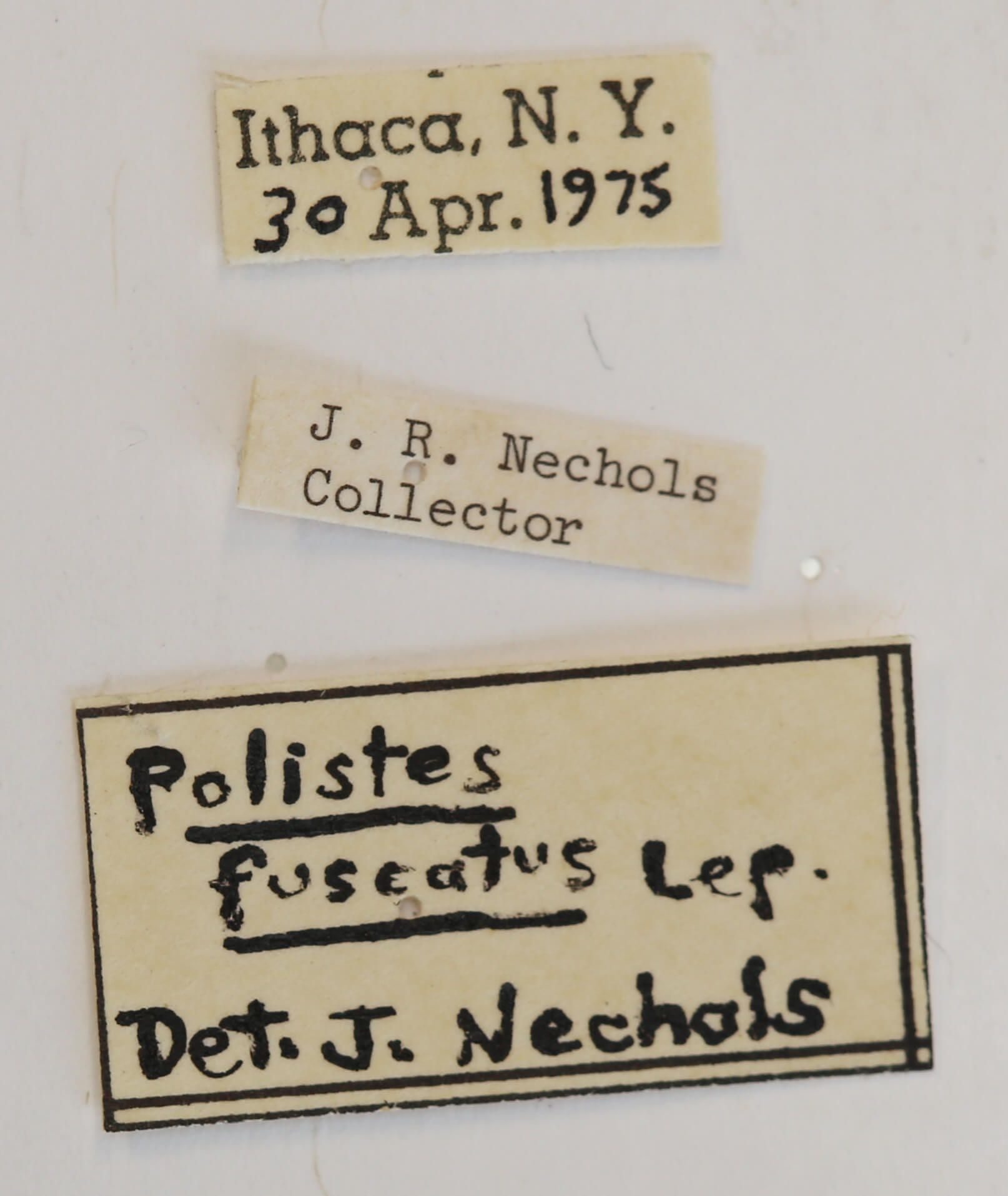 label view of Polistes fuscatus