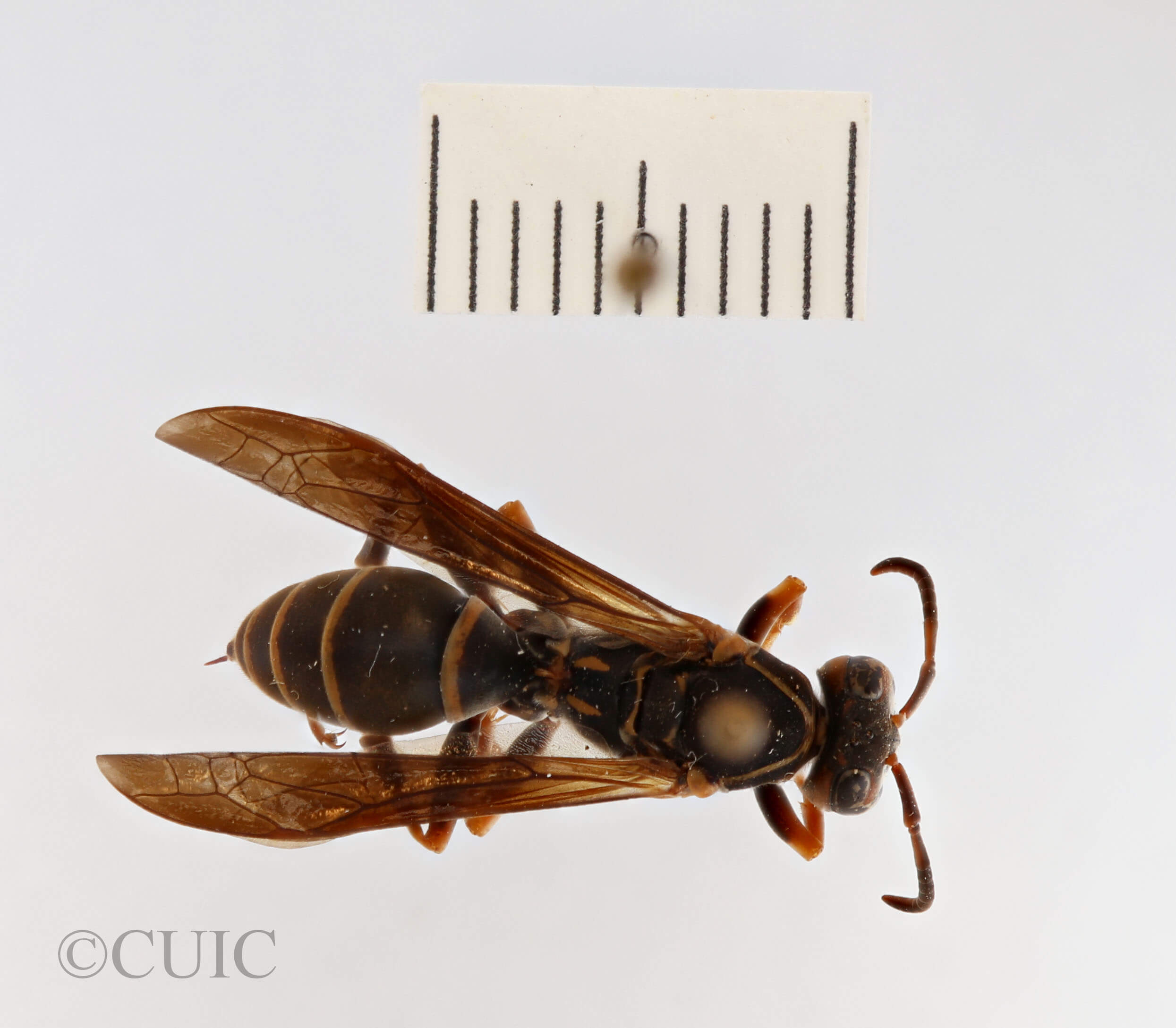 dorsal view of adult Polistes fuscatus
