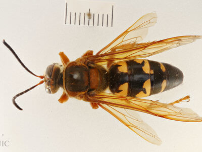 dorsal view of adult Sphecius speciosus