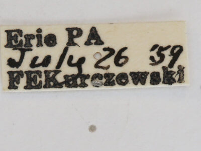 label view of Sphecius speciosus