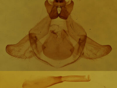 genitalia view of adult Thaumetopoea wilkinsoni