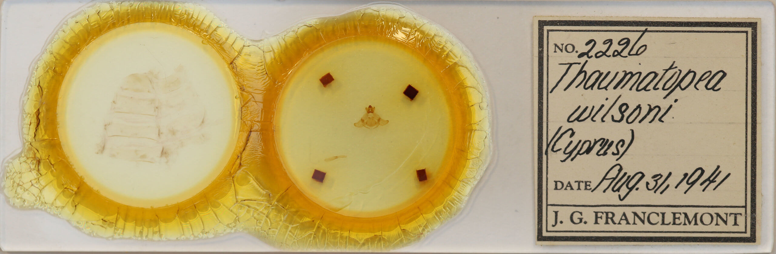 slide view of adult Thaumetopoea wilkinsoni