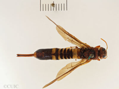 adult Tremex columba