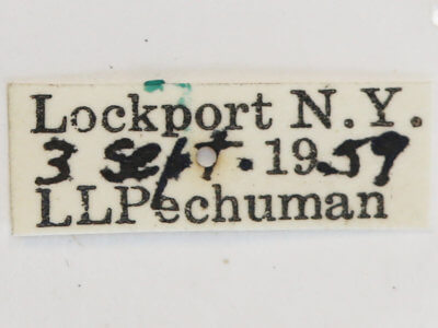 label view of Tremex columba