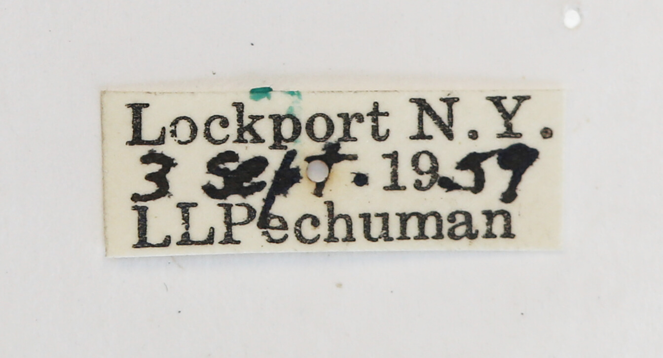 label view of Tremex columba