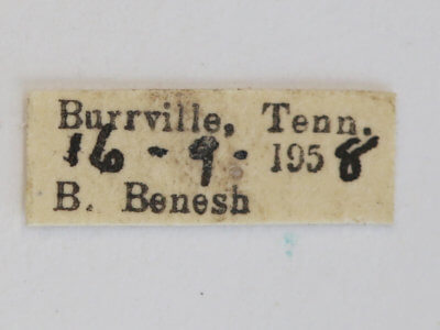 label view of Vespa cabro