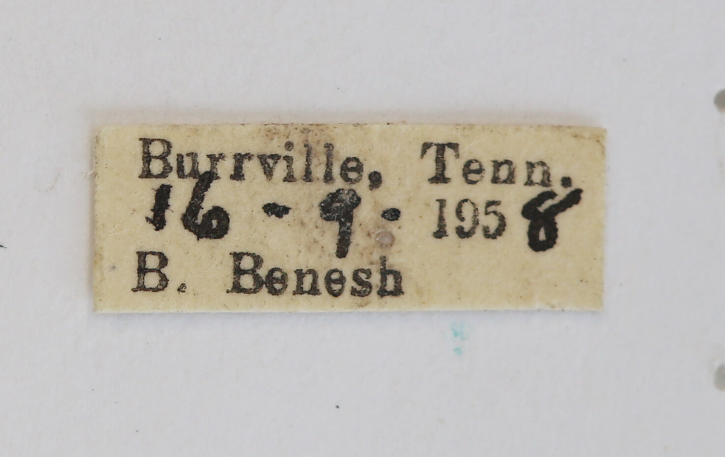 label view of Vespa cabro