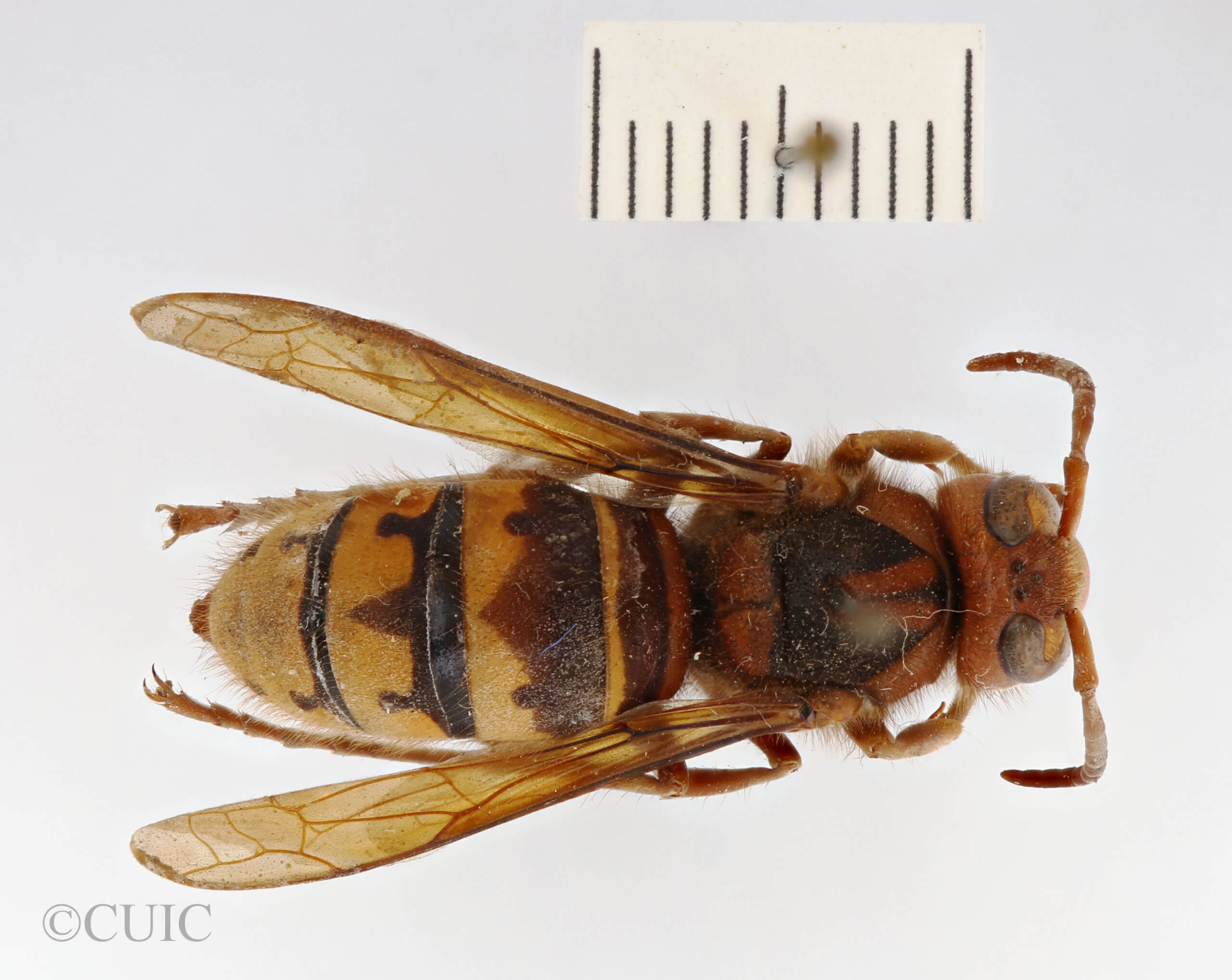 dorsal view of adult Vespa cabro