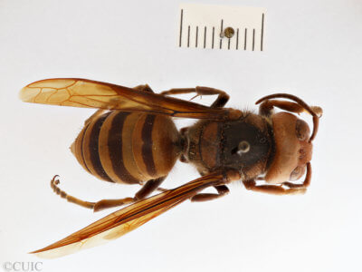 dorsal view of adult Vespa mandarina