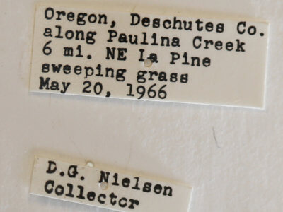 label view of Vespula pensylvanica