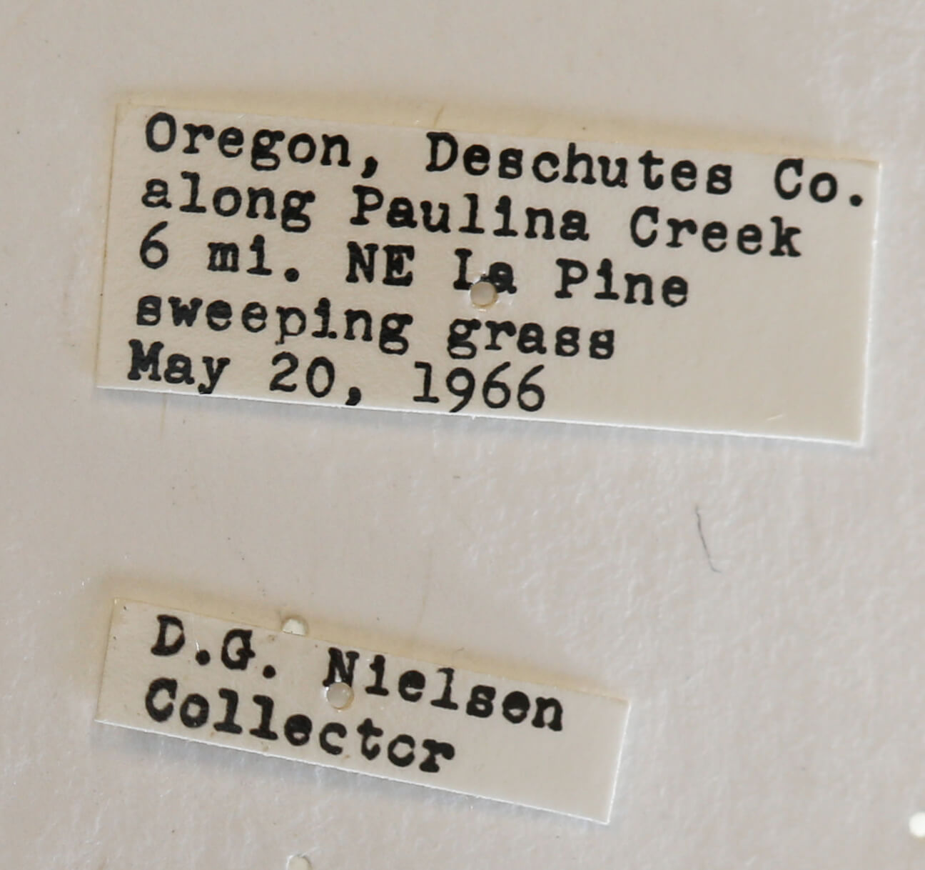 label view of Vespula pensylvanica