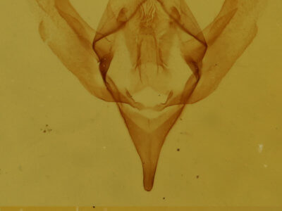 genitalia view of adult Xanthorhoe