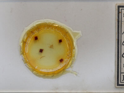 slide view of adult Xanthorhoe