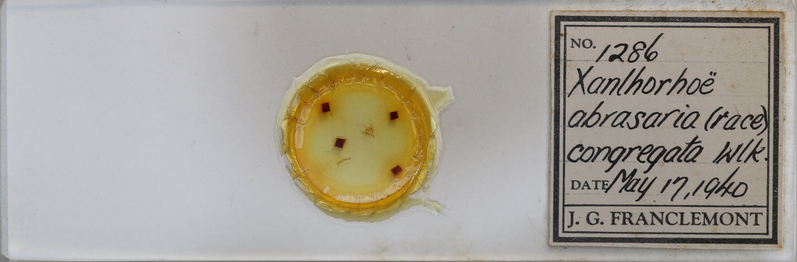 slide view of adult Xanthorhoe