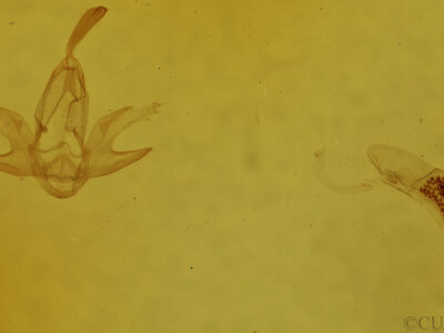 genitalia view of adult Zanclognatha protumnusalis/dentata