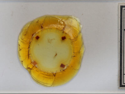slide view of adult Zanclognatha protumnusalis/dentata