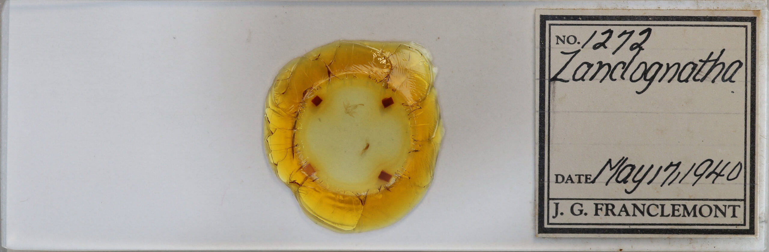 slide view of adult Zanclognatha protumnusalis/dentata