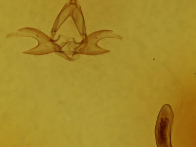 genitalia view of adult Zanclognatha protumnusalis/dentata