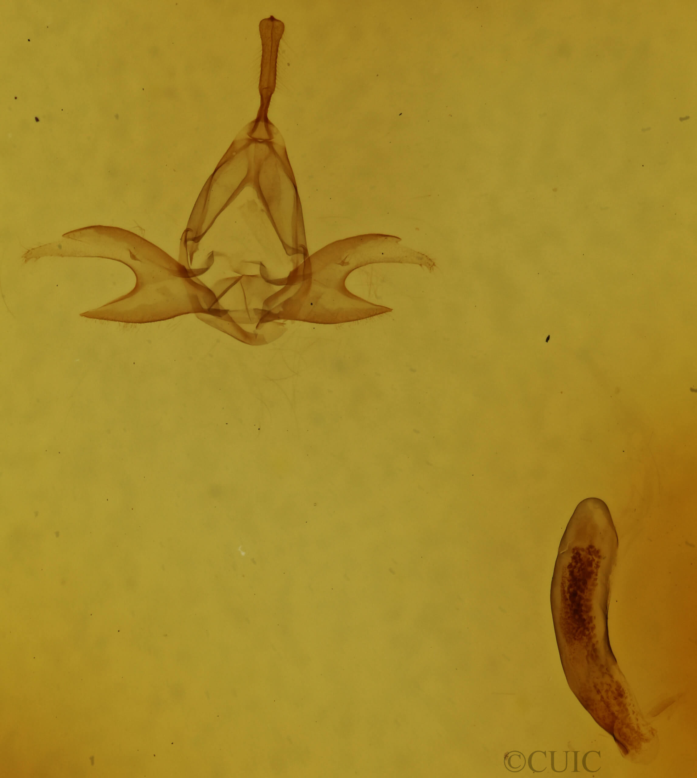genitalia view of adult Zanclognatha protumnusalis/dentata
