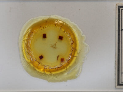 slide view of adult Zanclognatha protumnusalis/dentata