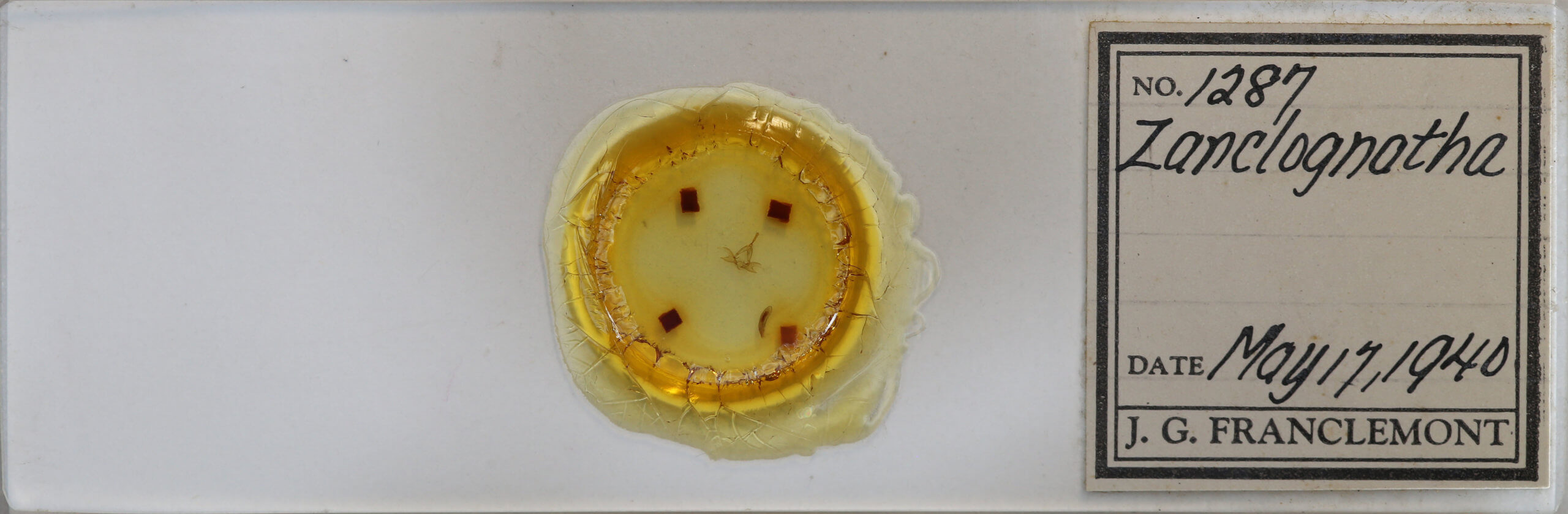 slide view of adult Zanclognatha protumnusalis/dentata